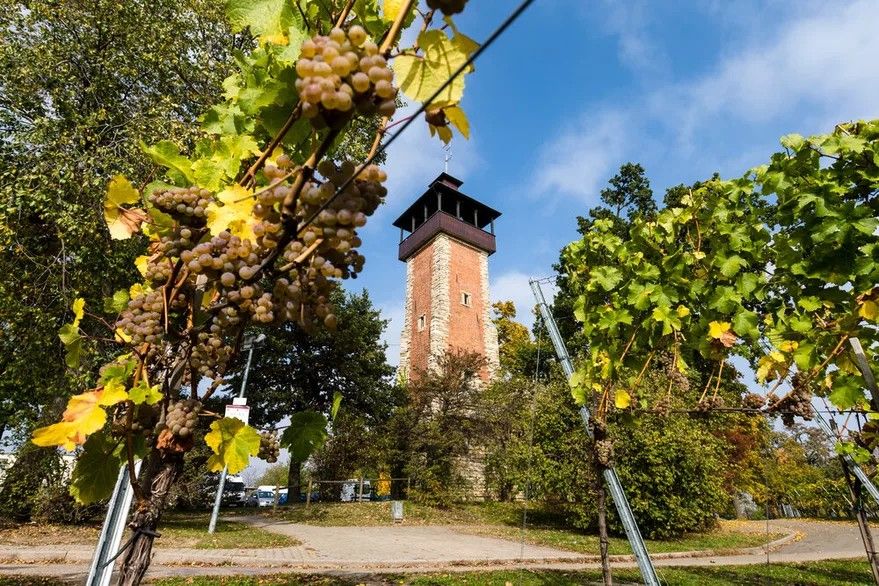 Waldheim am Burgholzhofturm