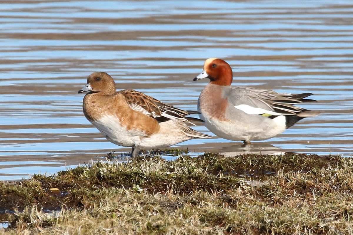 December 2024 Winter Bird Walk - Llangasty