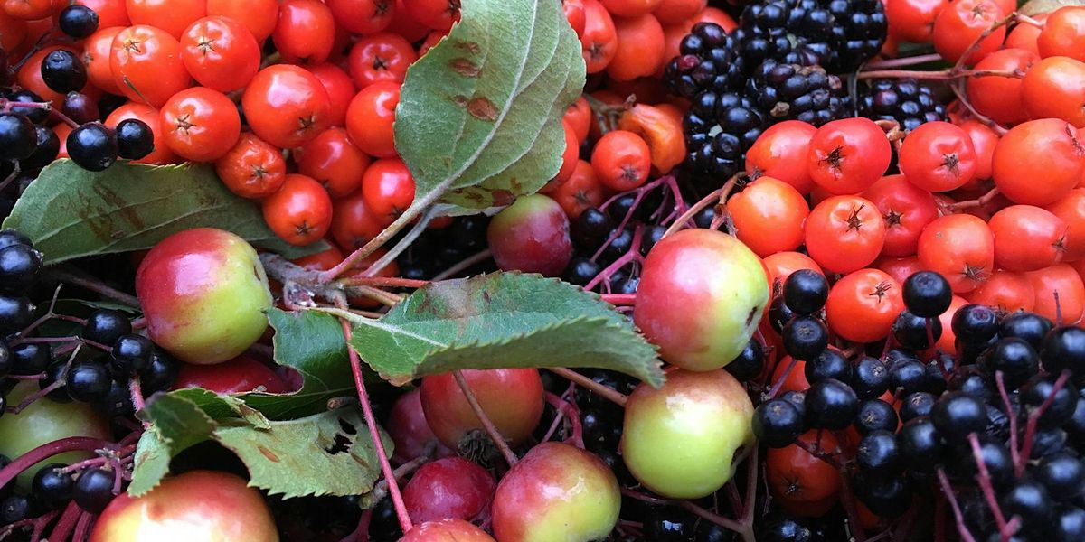 Summer Foraging Course