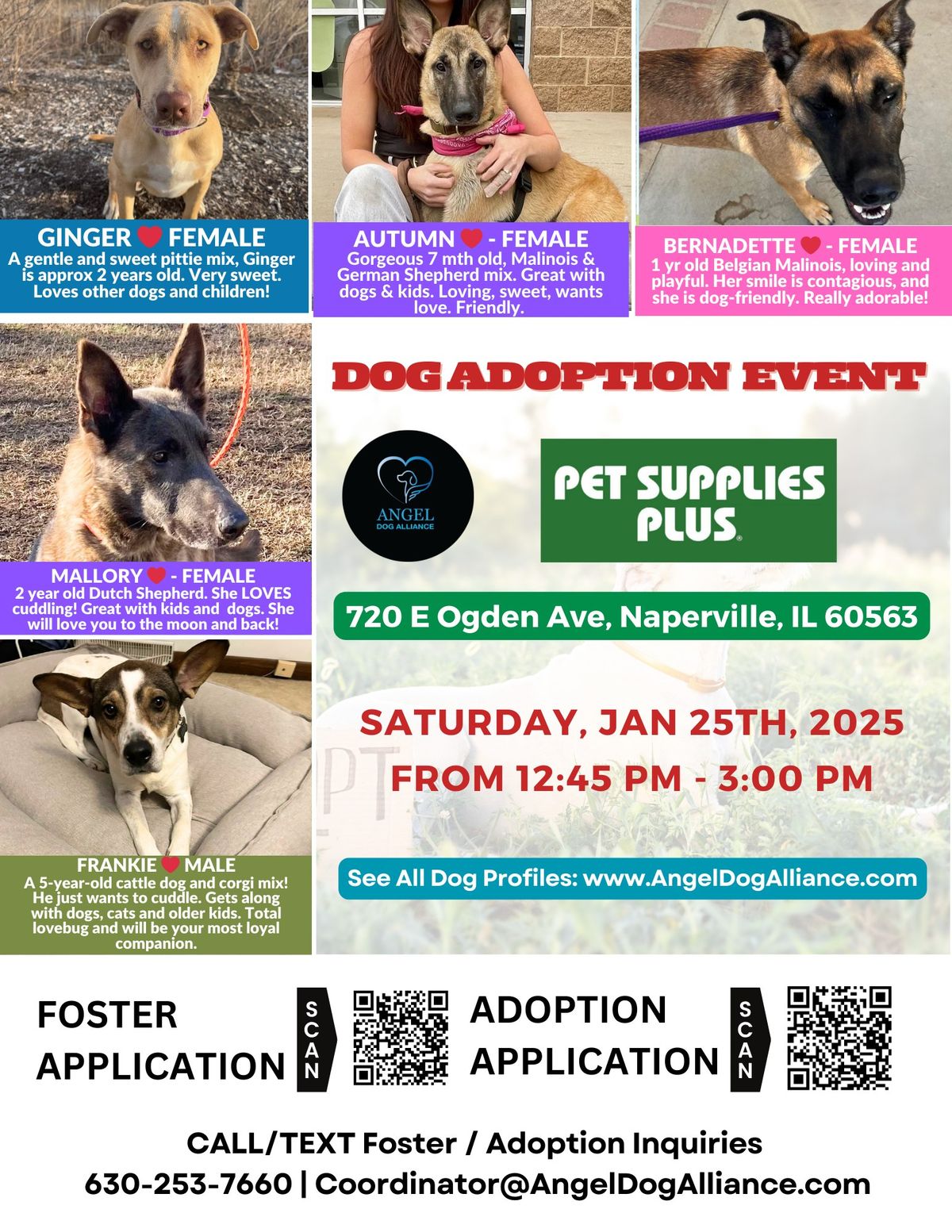 DOG ADOPTION EVENT IN NAPERVILLE