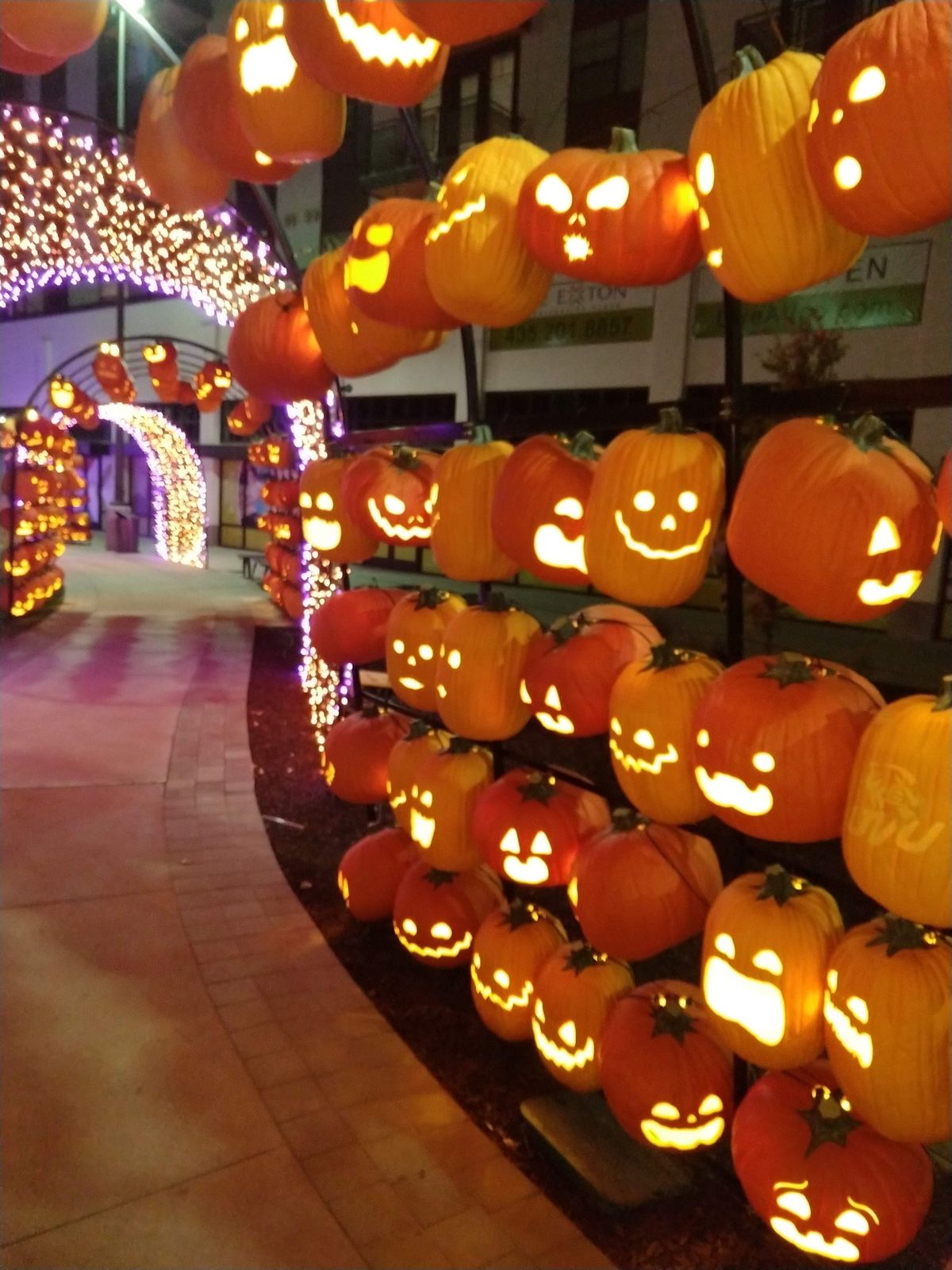 Pumpkins in The Orchard