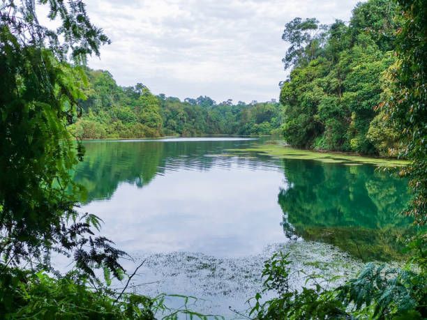 Round MacRitchie Hike