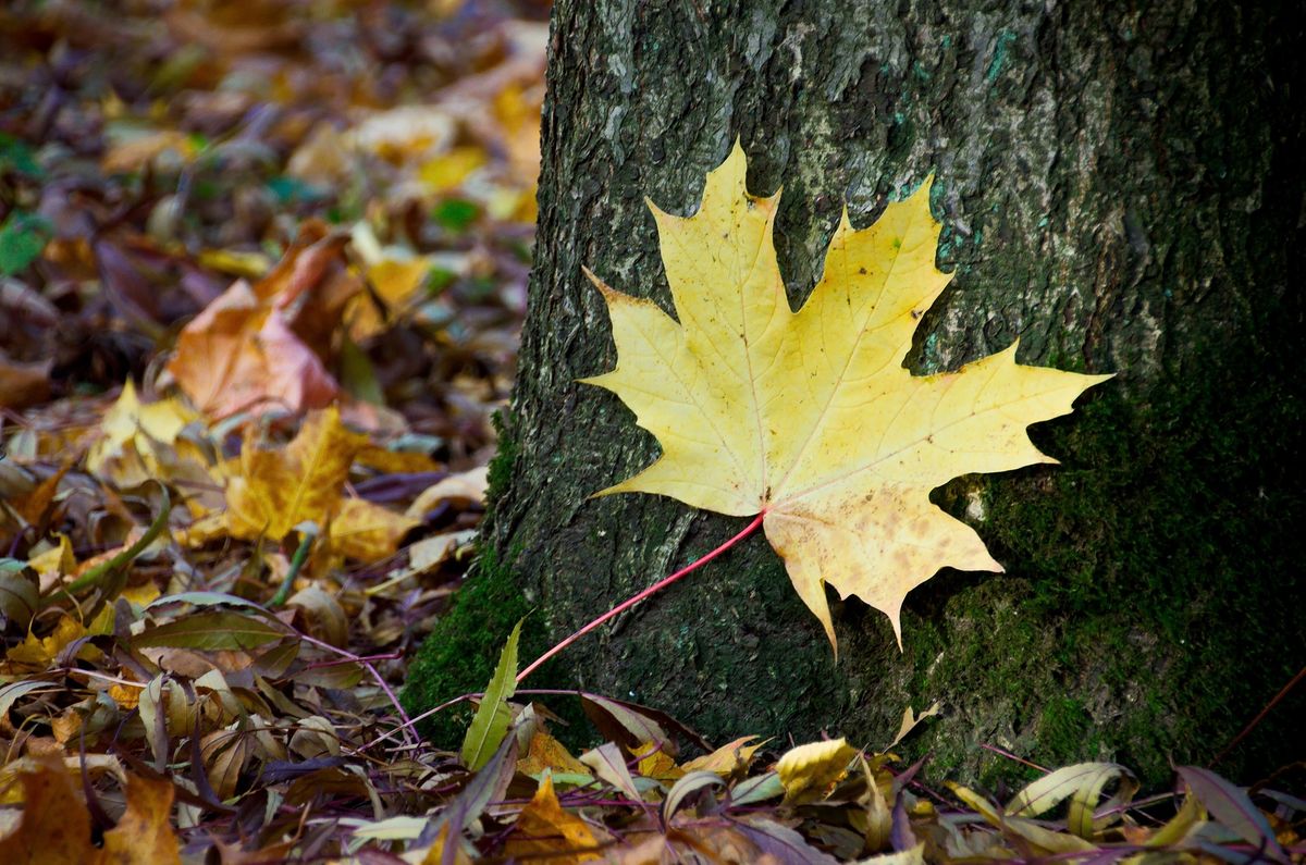 Garden Tour & Afternoon Tea - October