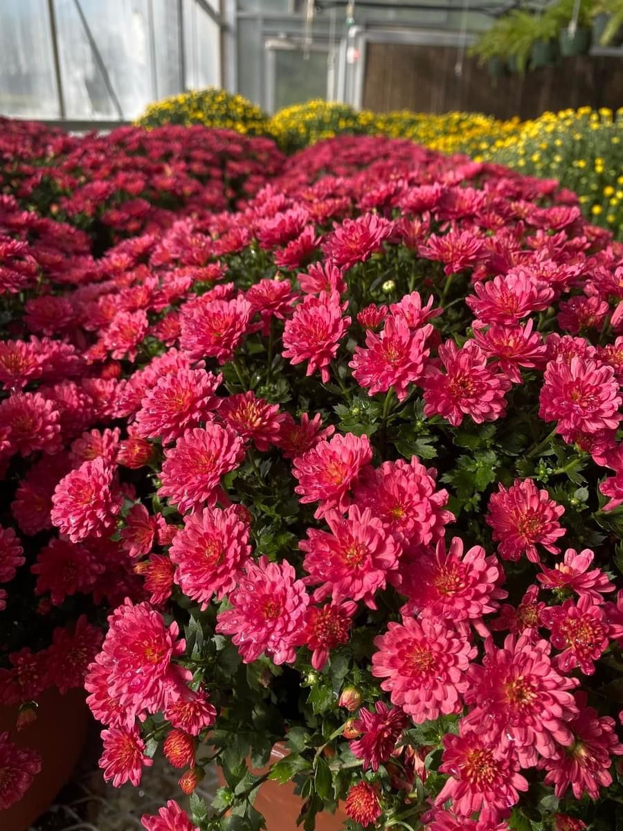 Green Level FFA Fall Mum Sale