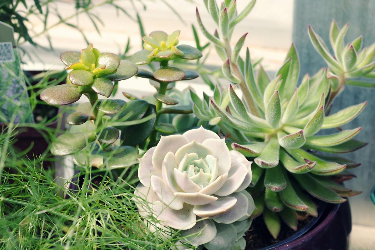 Succulent Container Garden Workshops