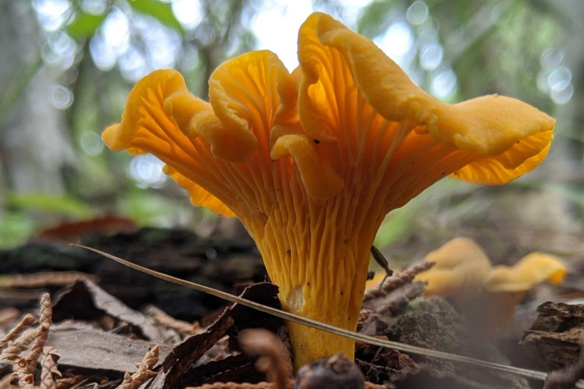 Mushroom Walk at WG Jones Forest