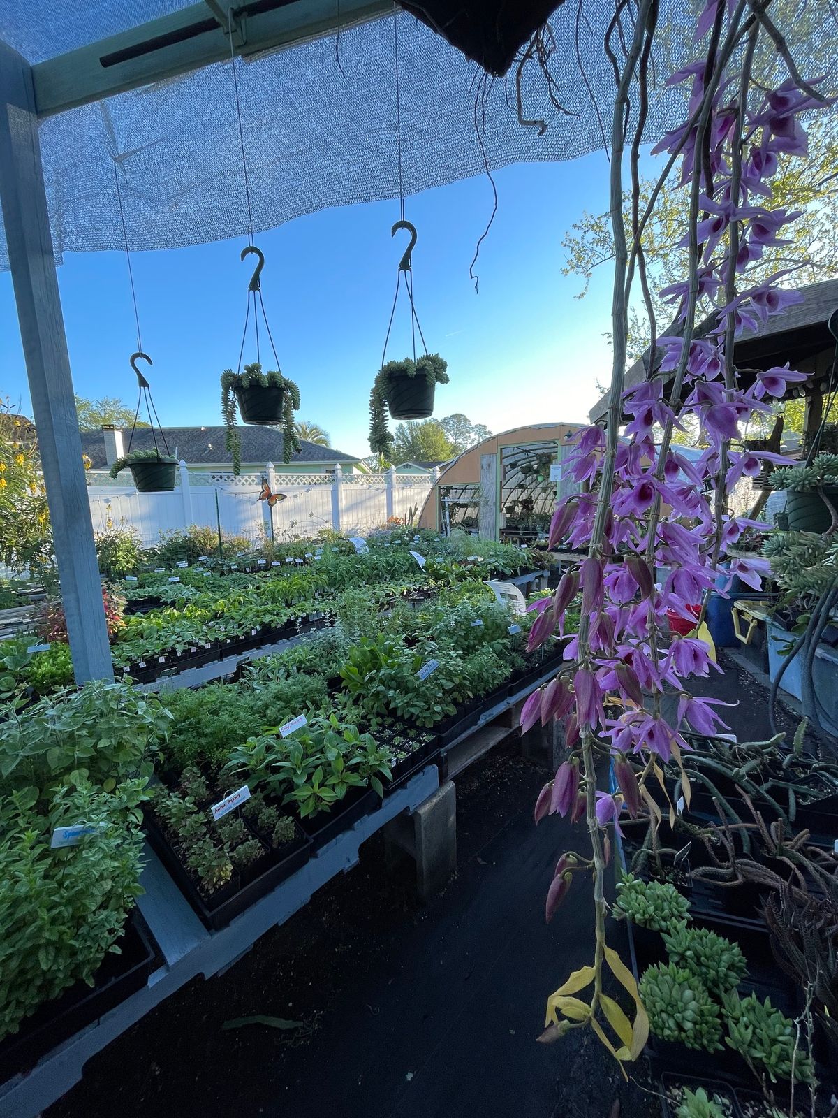 Rare Plants, Garden, and Succulents Sale At Pachyfolia Plants!