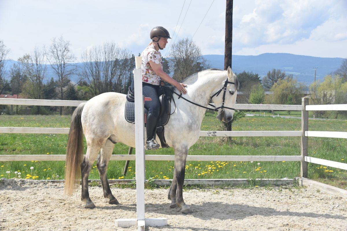 Working Equitation Kurs Finzgut bei Graz