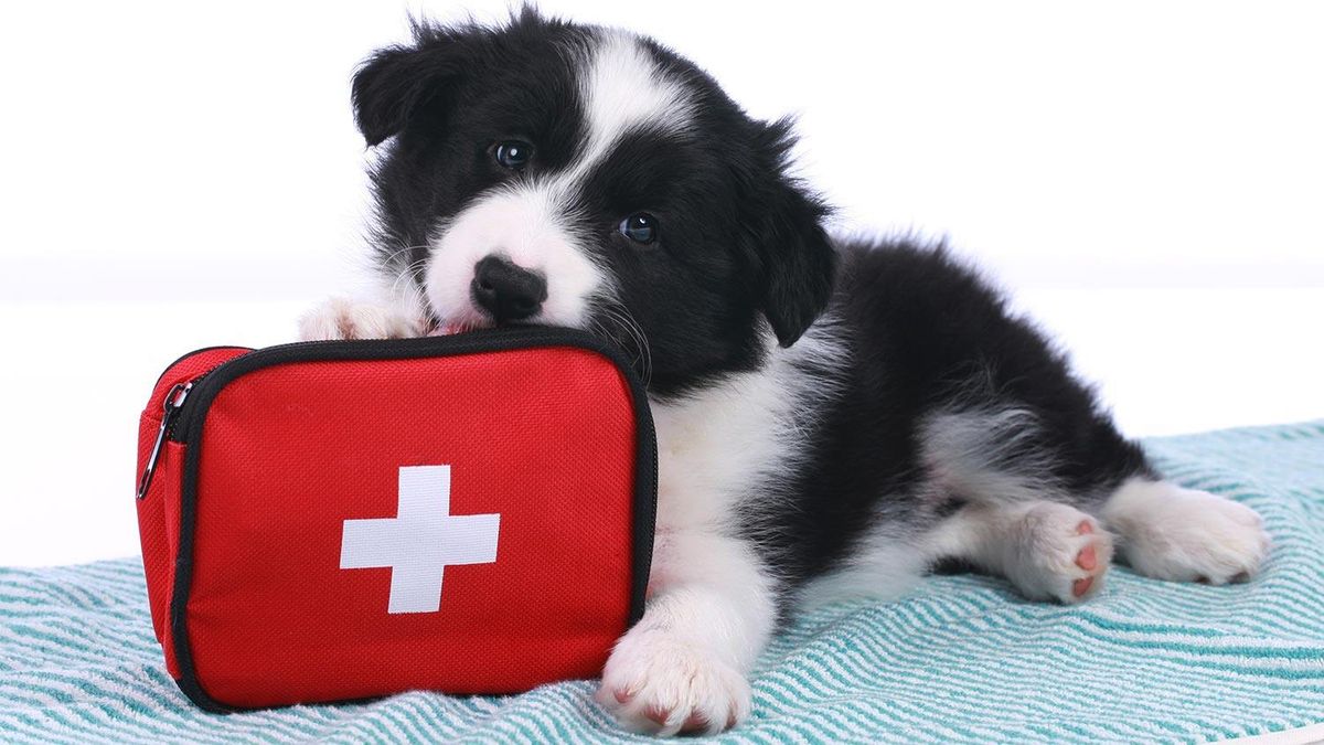 Walks 'N' Wags Pet First Aid Course