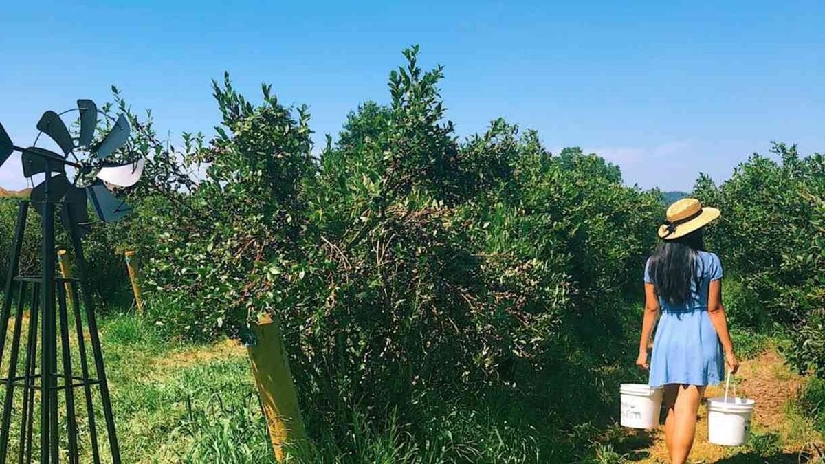 Berry Picking Fun at Mountainview Blueberry Farm - (Diff.Dates)