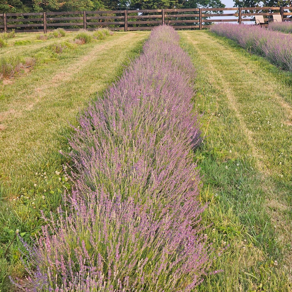 Annual Mom-Mom's Lavender & Crafts Festival June 22, 2024