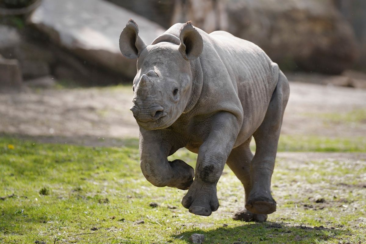 Nashorn-Geburtstagswoche vom 07.-13.10.24