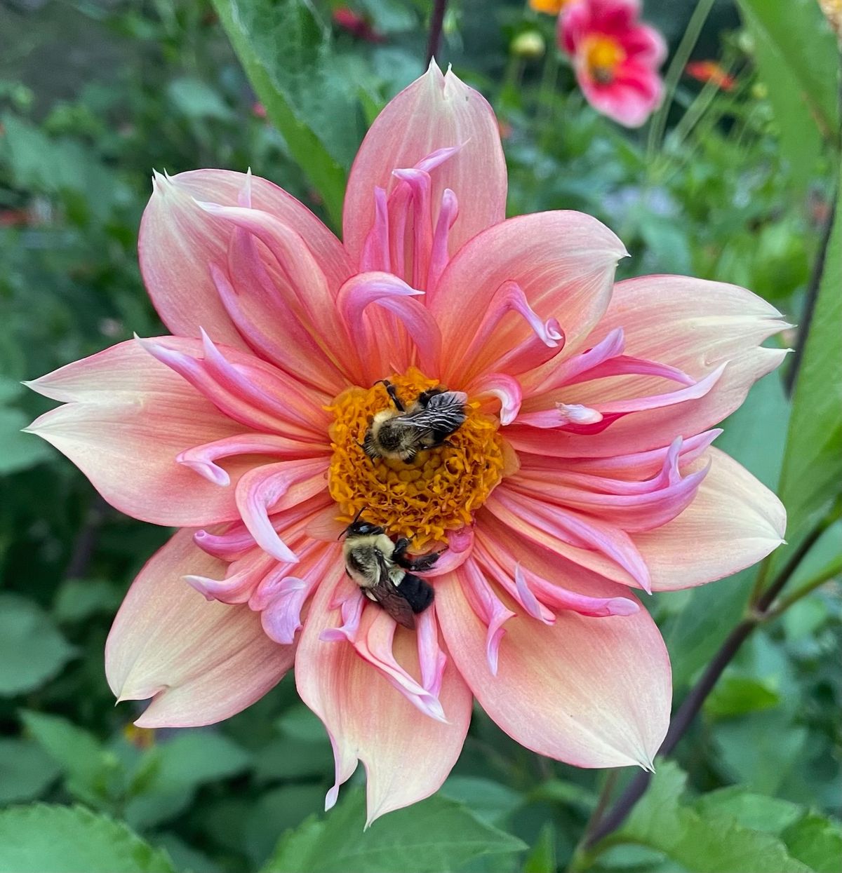 Planting a pollinator garden