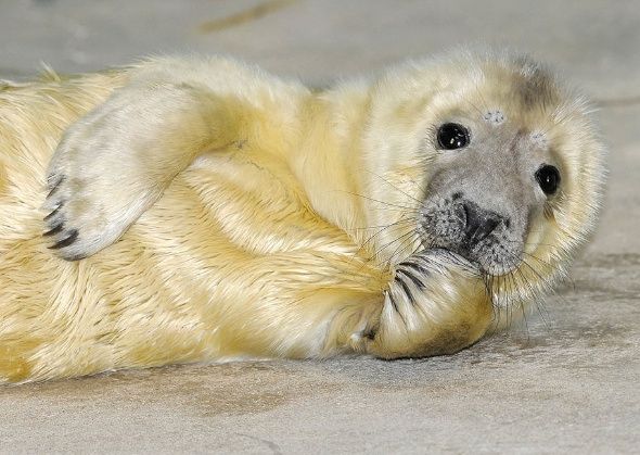 April Meeting - British Divers Marine Life Rescue