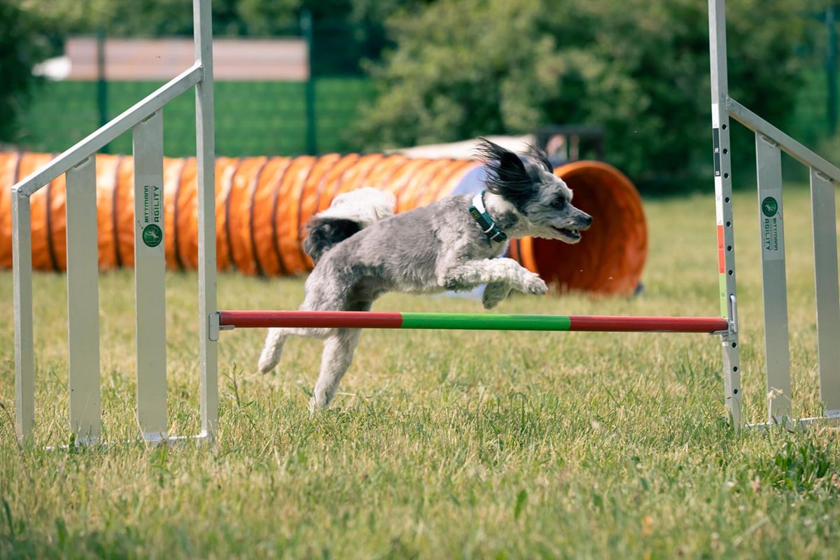 8. Bergkreisturnier im Agility in Erfurt