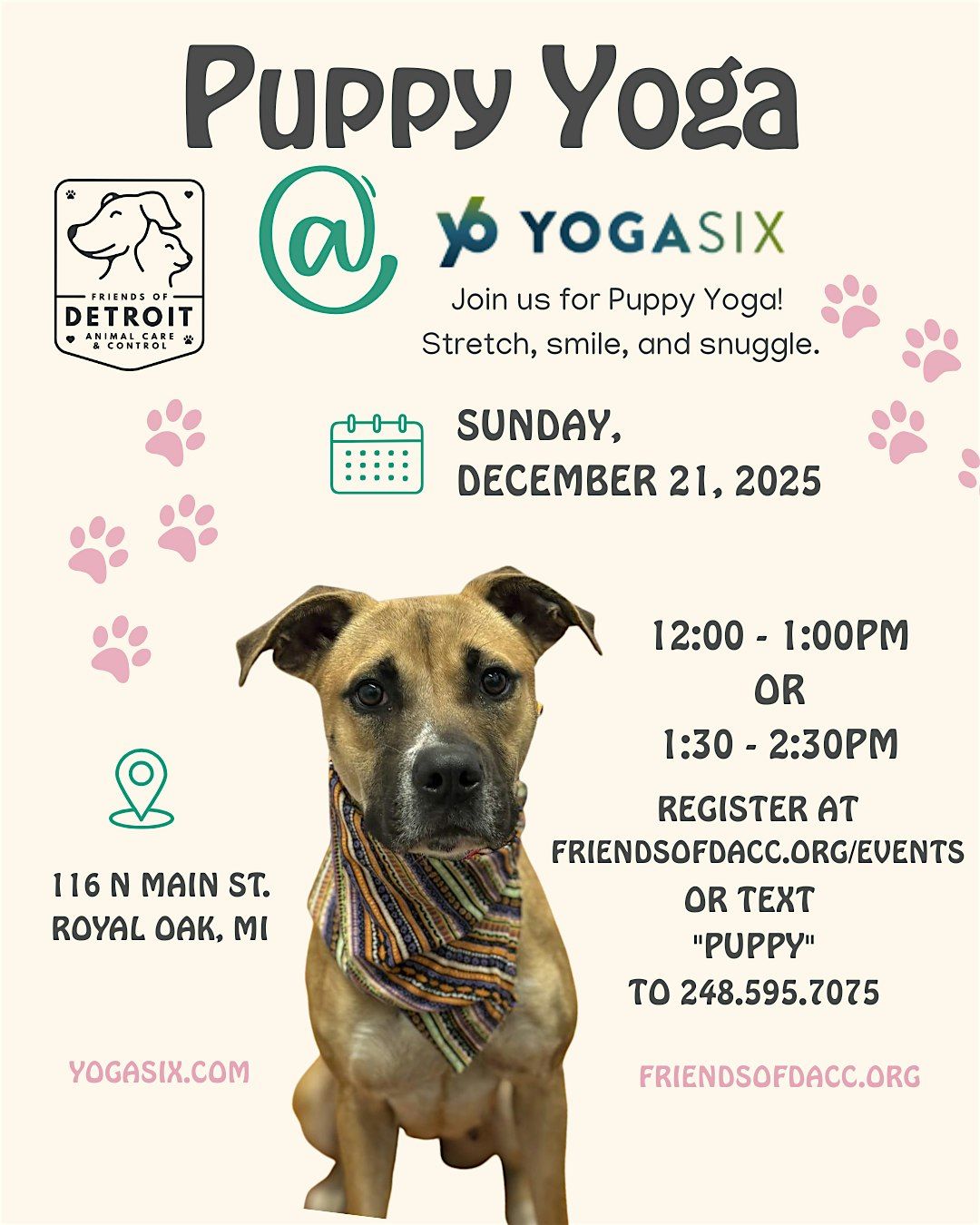 Puppy Yoga at YogaSix Royal Oak Supporting Friends of DACC