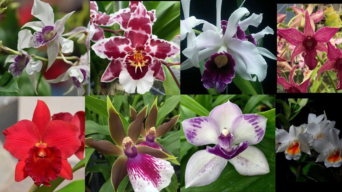 Orchid Auction & Pot Luck