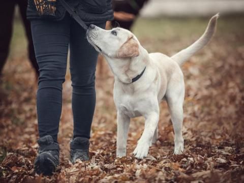 Animal Academy: Dog Training