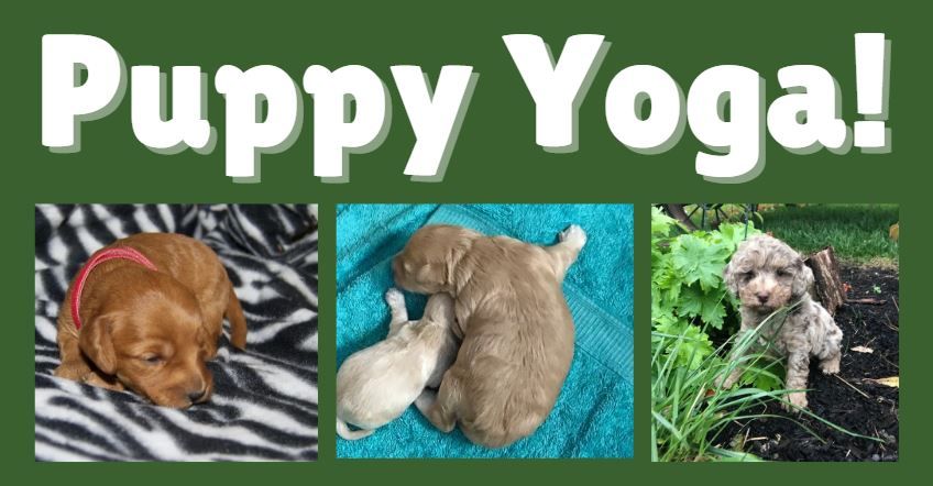 Puppy Yoga