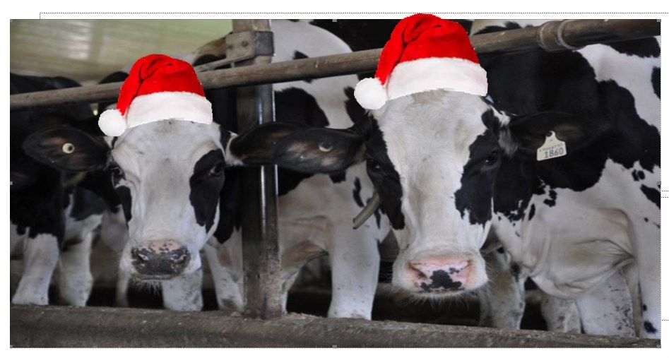 Christmas with the Cows