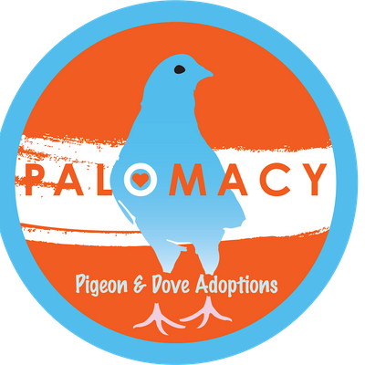 Palomacy Pigeon and Dove Adoptions