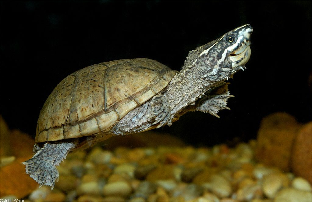 Weekend Wildlife -- Common Musk Turtle (Sternotherus odoratus)