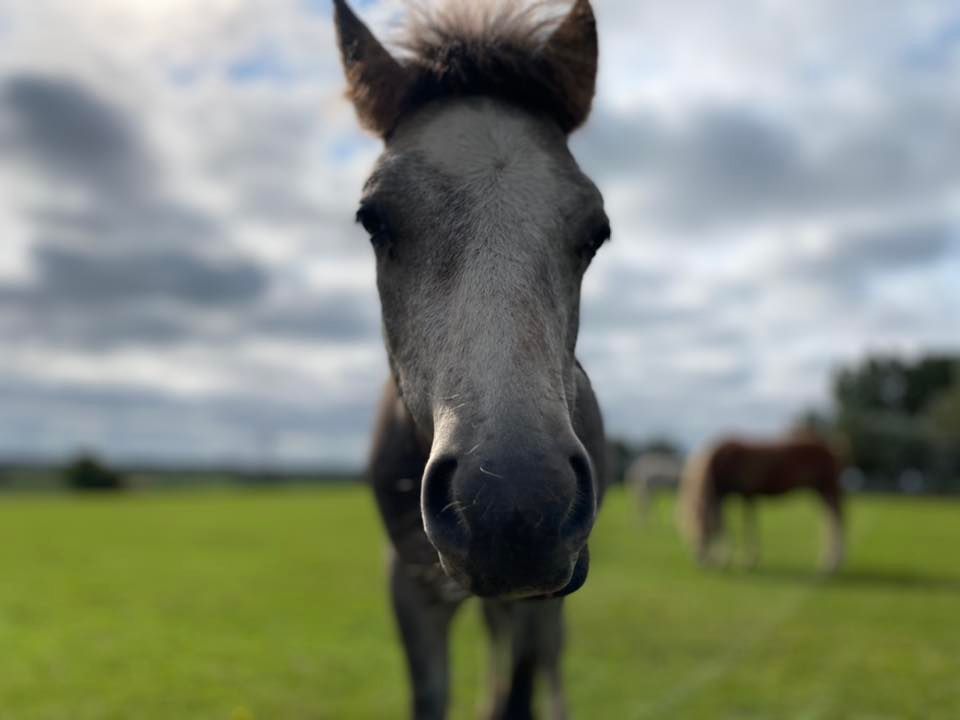 Equine Guided Yoga