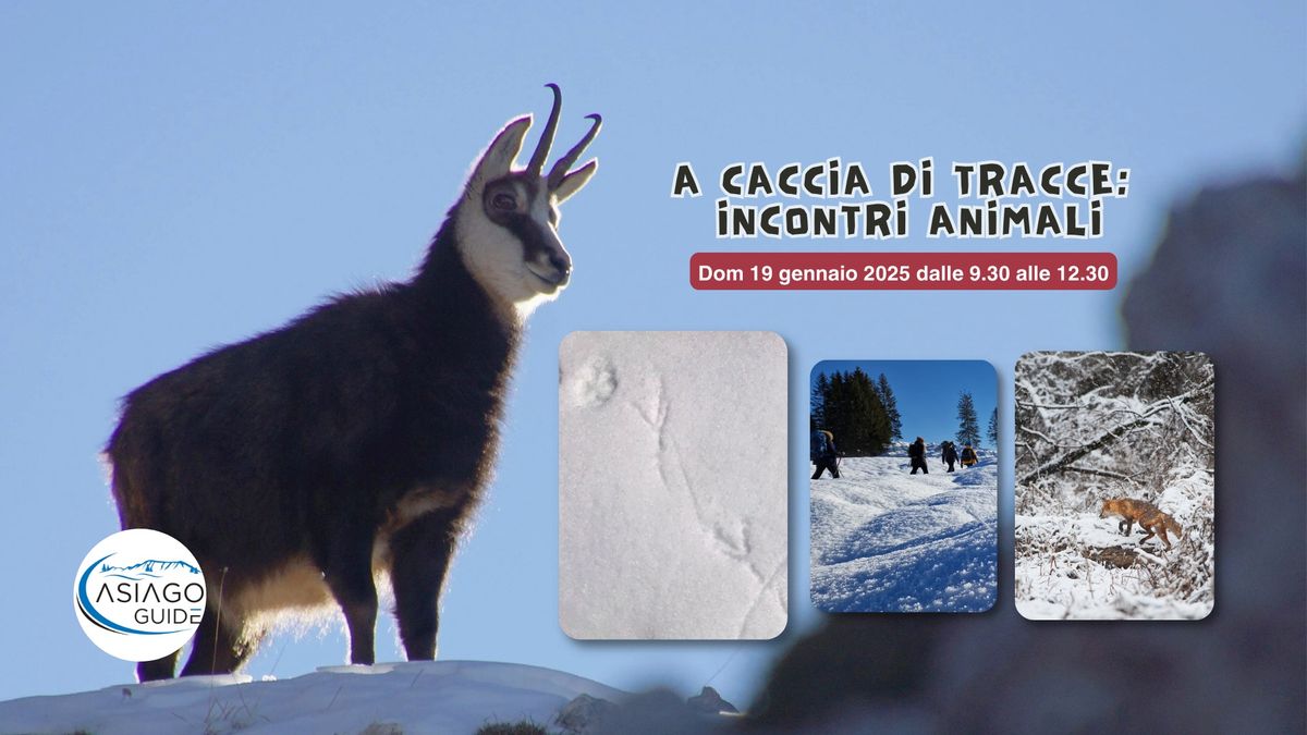 A caccia di tracce: incontri animali