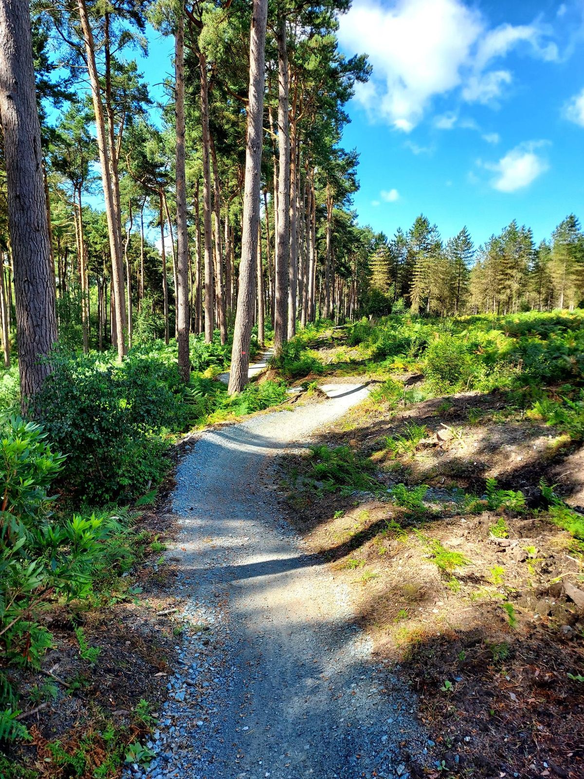 Delamere Forest (beginner's ride)