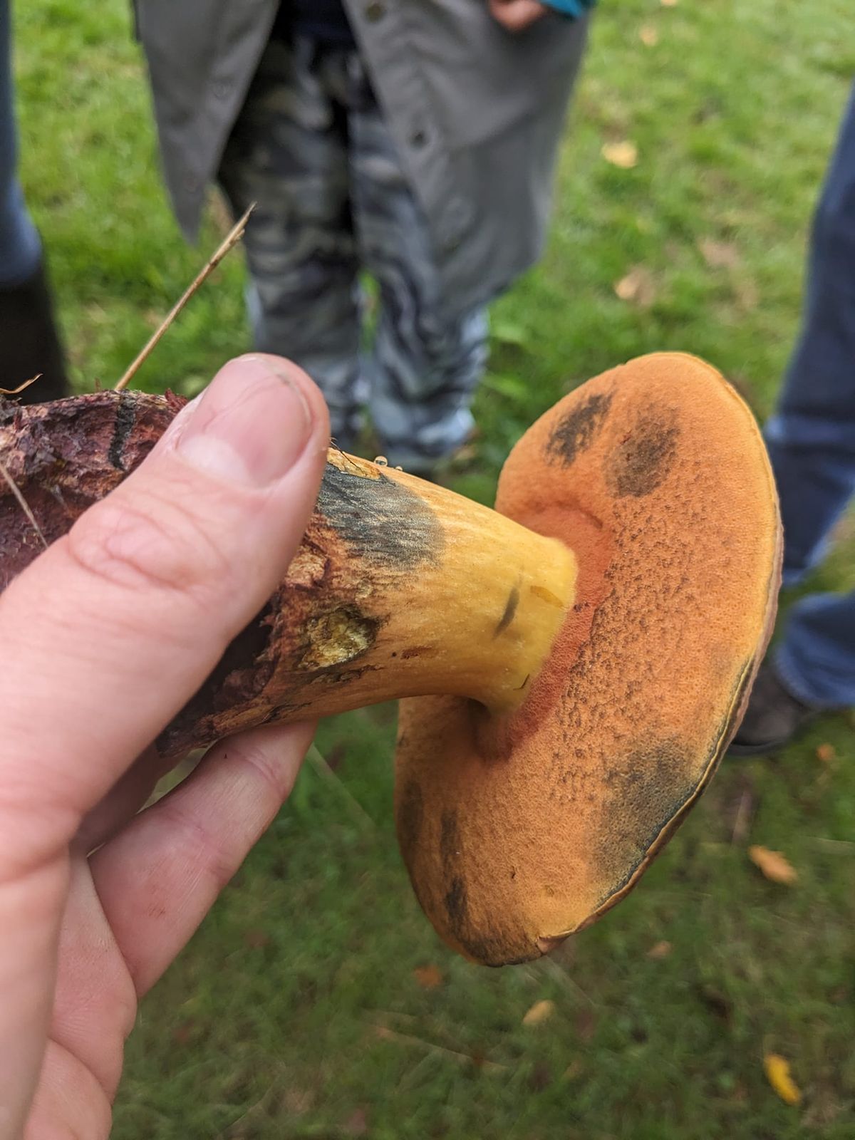 Mushroom Morning in Herne \ud83c\udf44