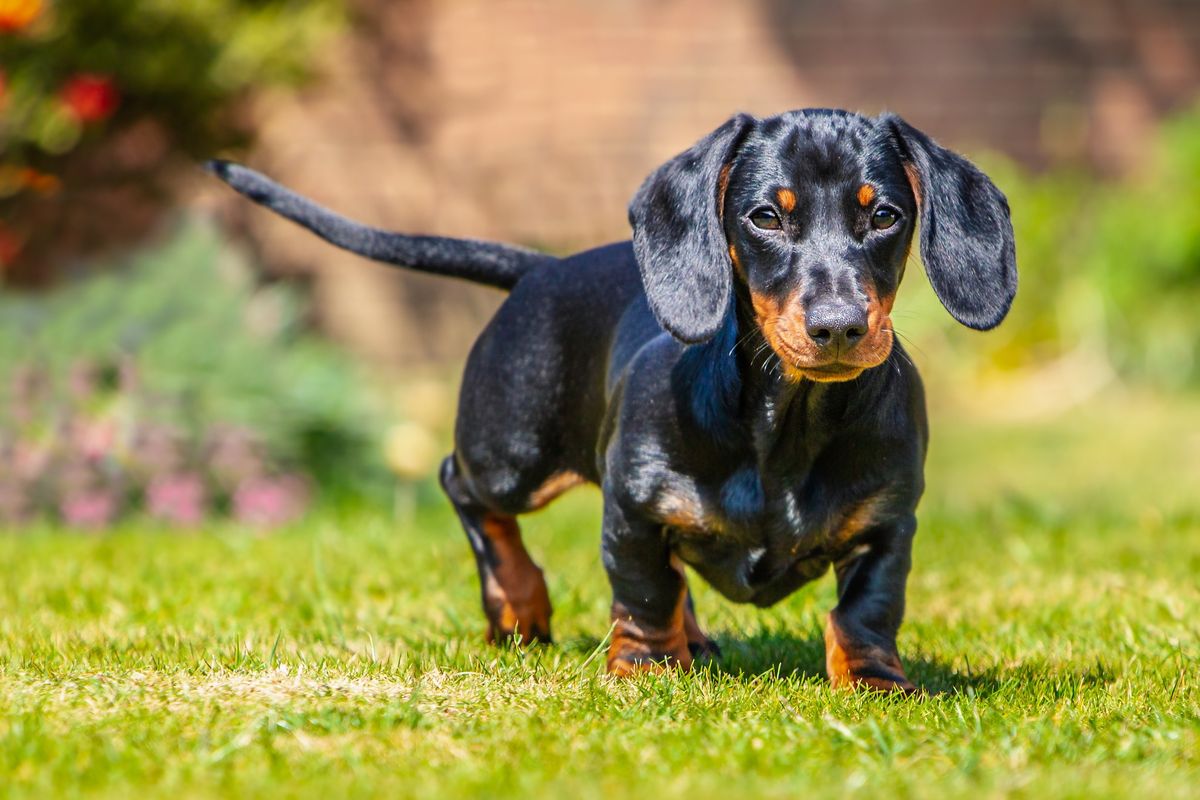 Dachshund - Play Session - Llangefni