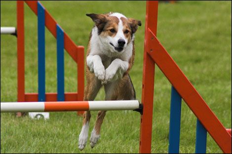 Share the LOVE! Farmers Market and Free Dog Safety Talk