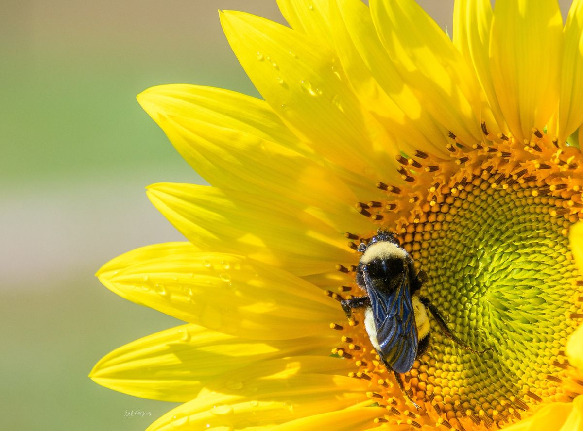 Nature Photography Basics Workshop