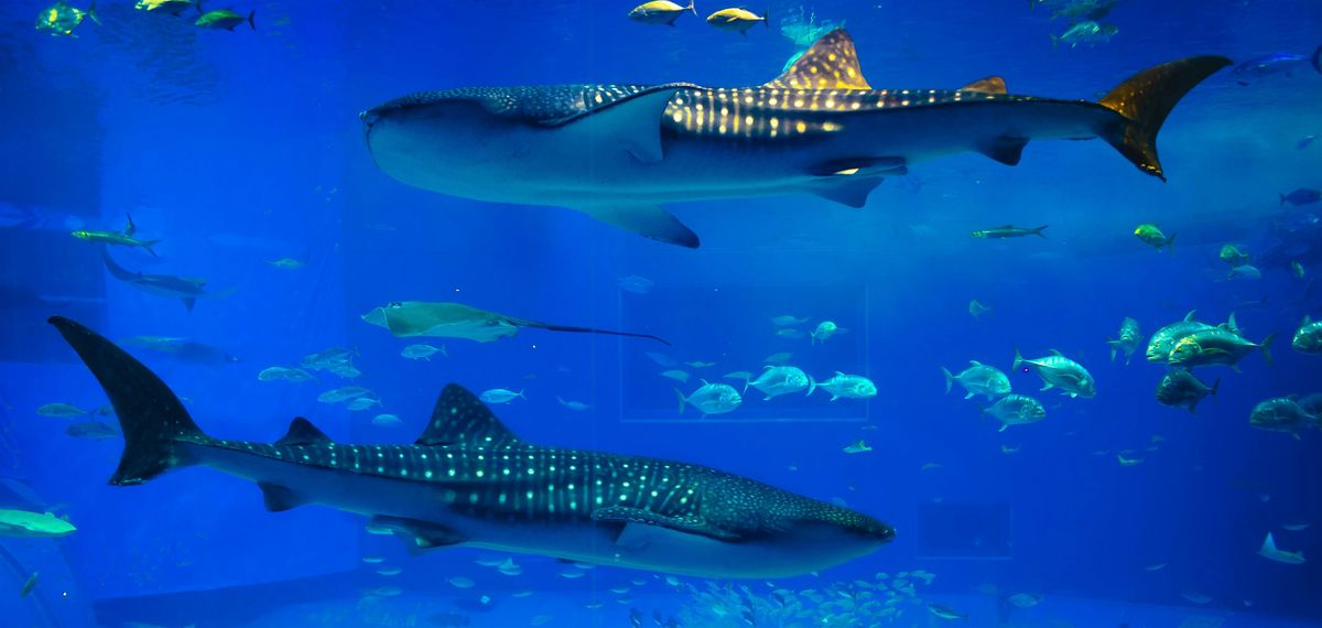 Save the Date!  Join WIPN @ NAPA Summit