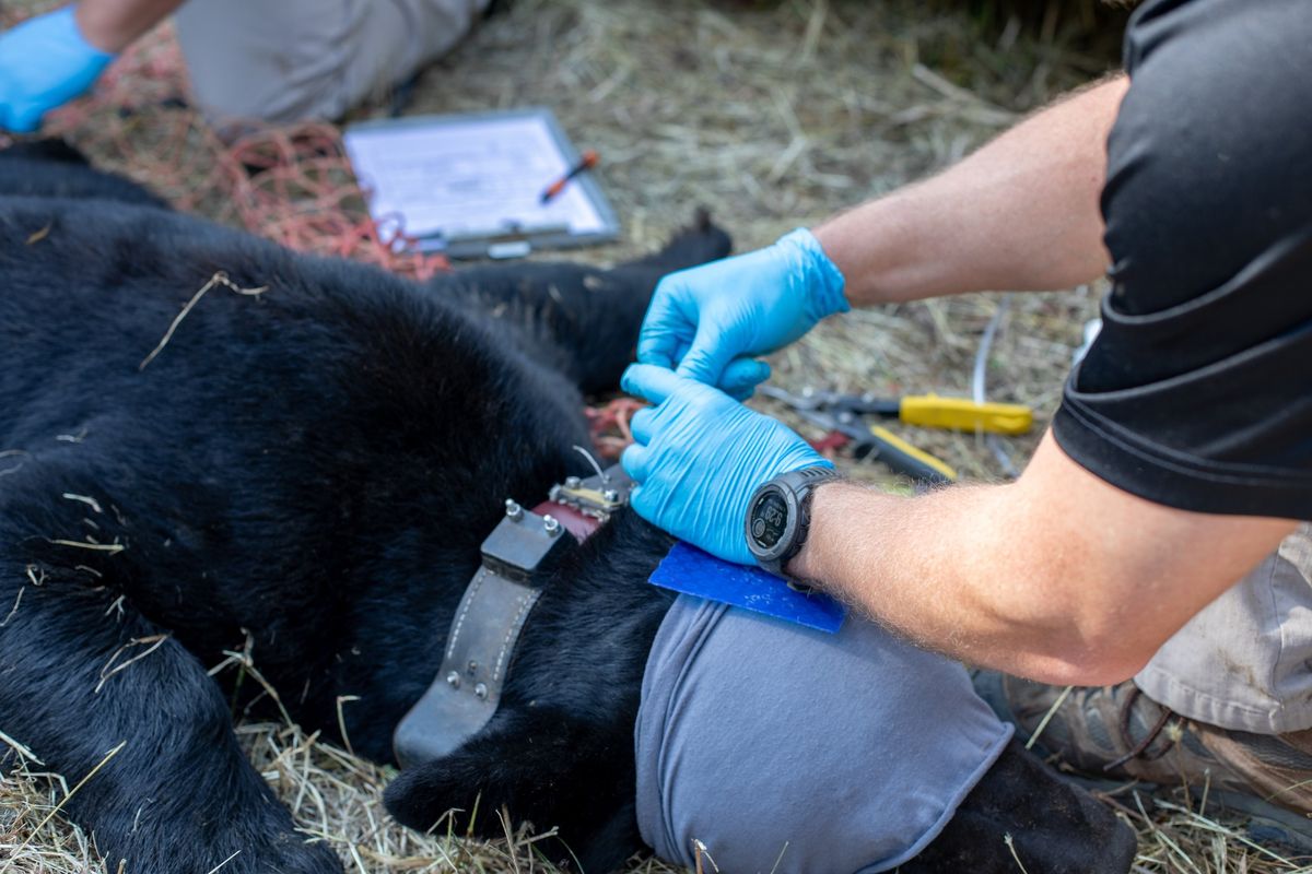 First Tuesday Lecture - Black Bear in Mississippi