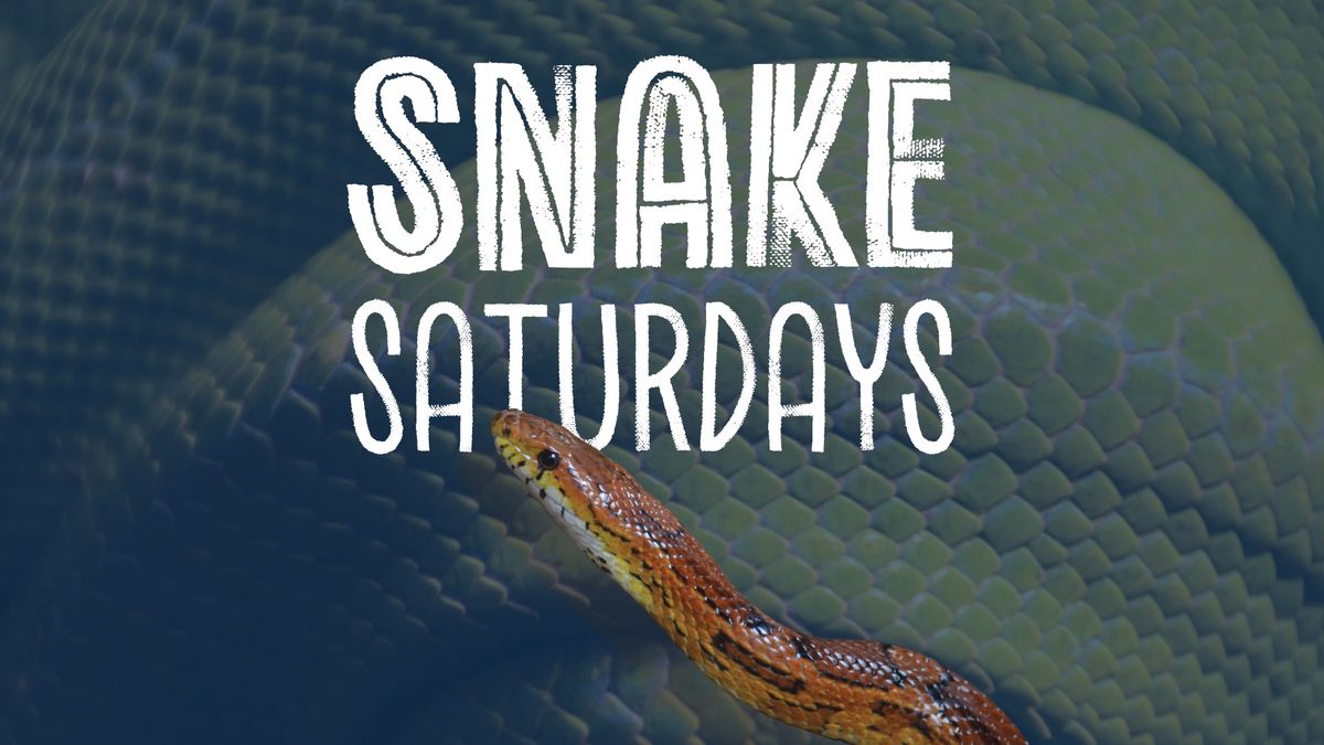 Snake Saturdays