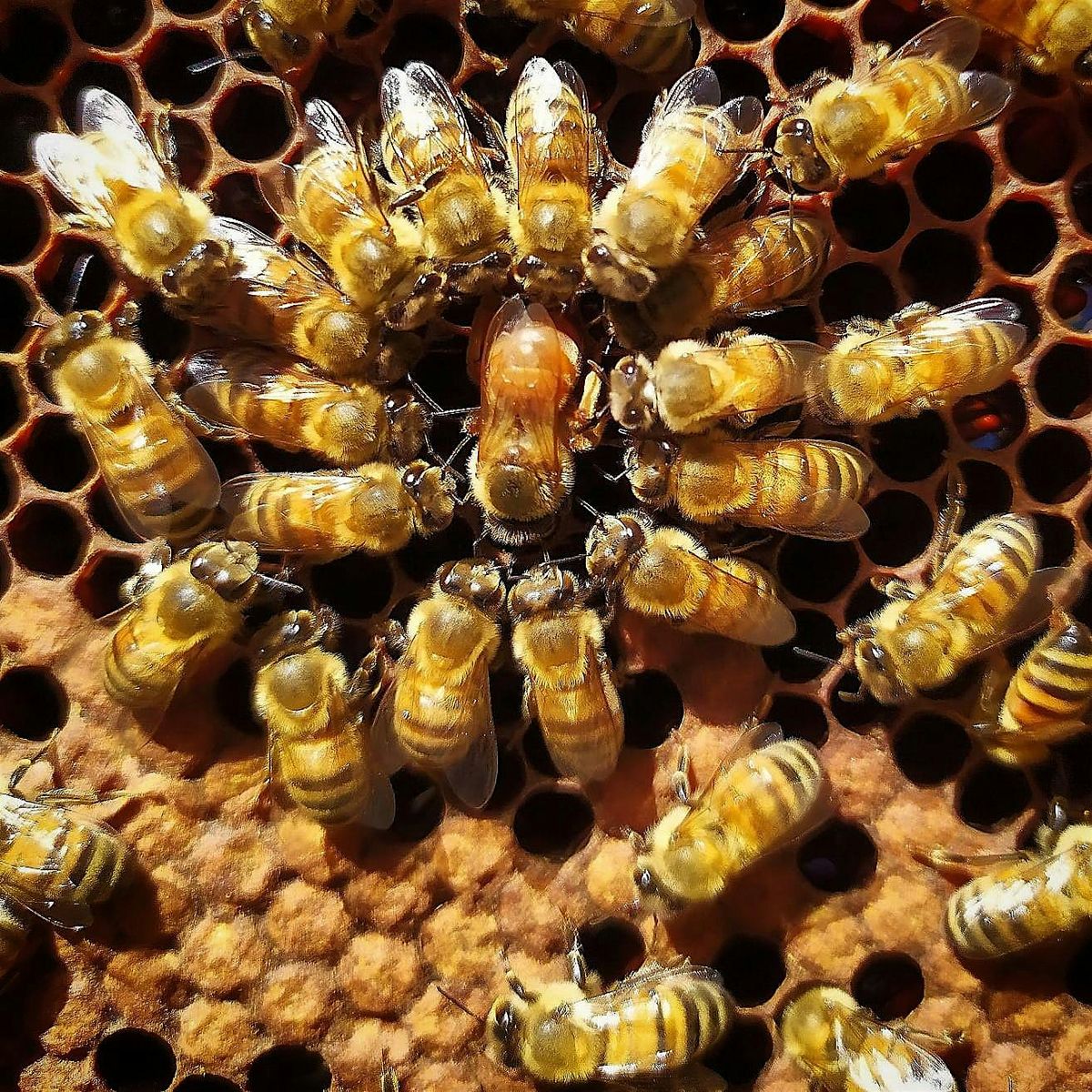 Bee Disease Free Workshop