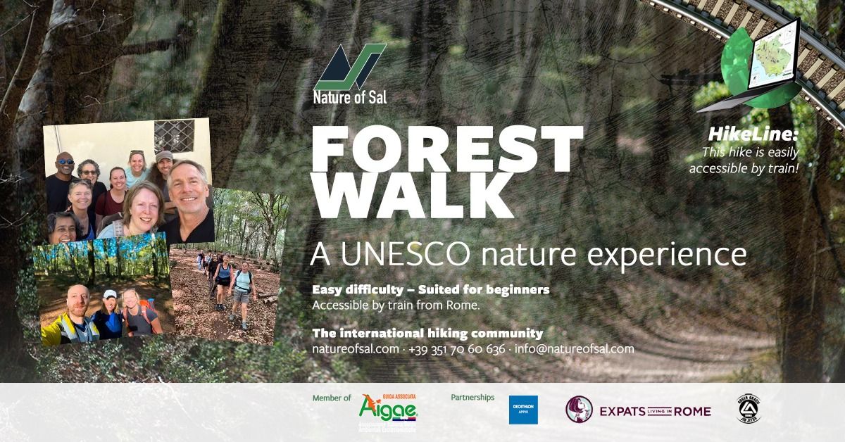 Hike in the UNESCO-heritage, ancient beech forest