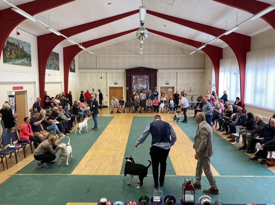 NORTH EAST BULL TERRIER CLUB OPEN SHOW - Judge Mr Shaun Mathison (Blazinbullys) 