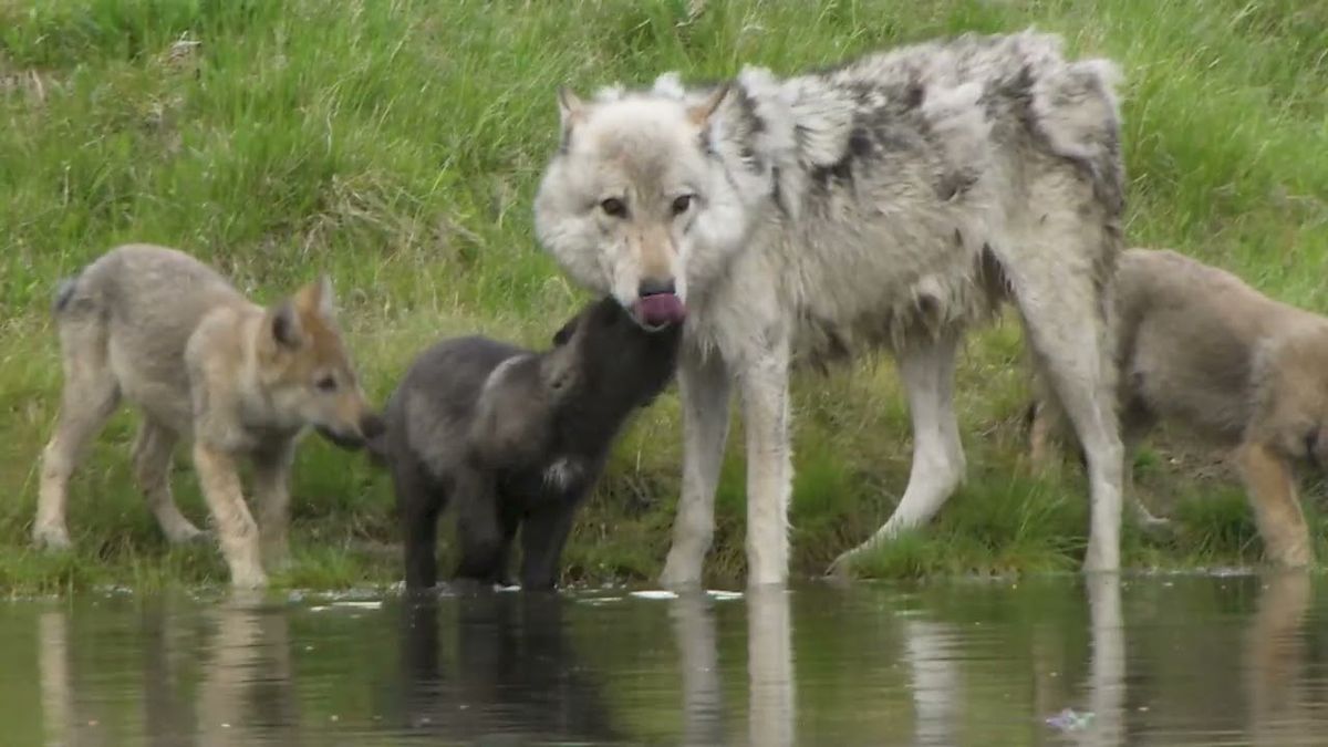 National Geographic Live - Wild Wolves of Yellowstone STUDENT MATINEE at Vancouver Playhouse