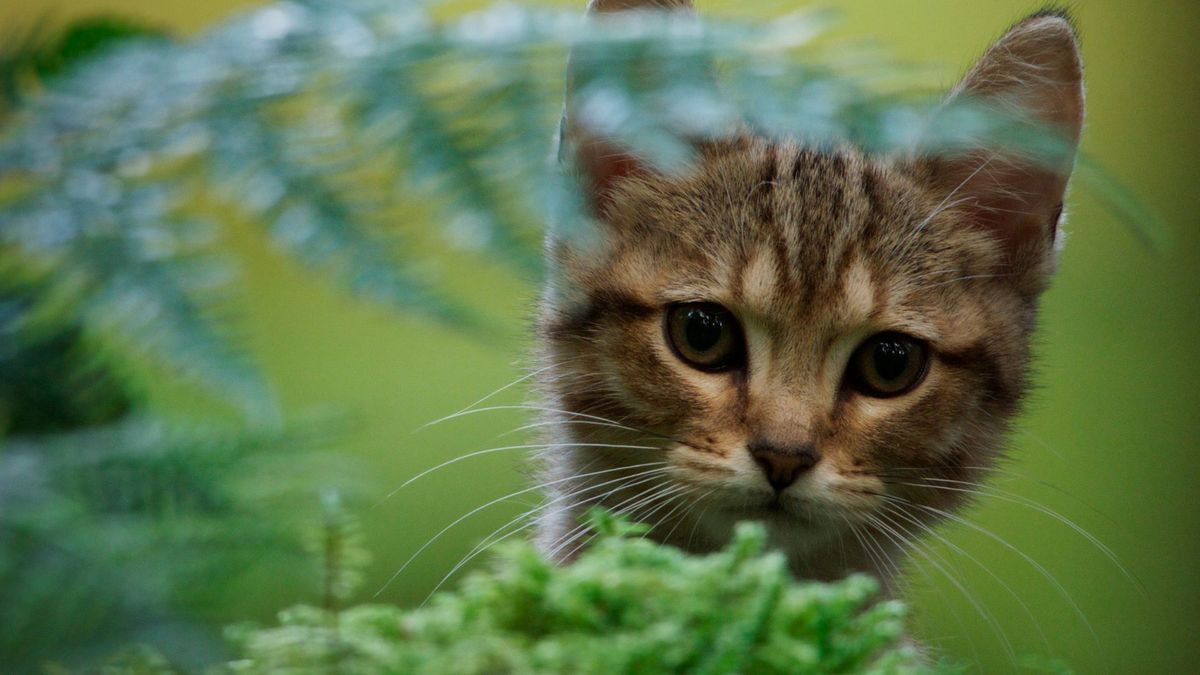 A CAT'S LIFE + A BEDOUIN DREAM (Short)