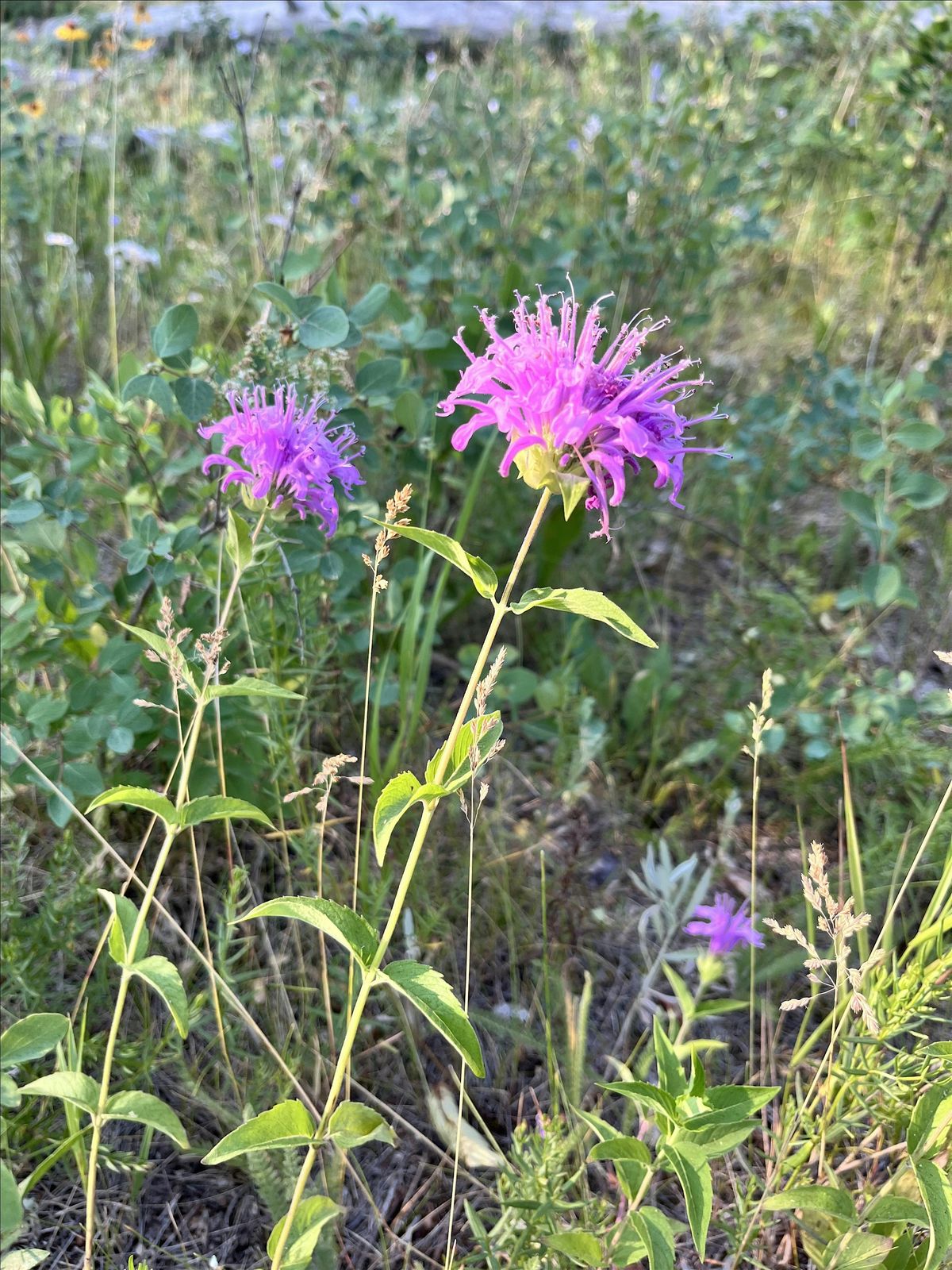 Plant Walk with Herbalist Tricia