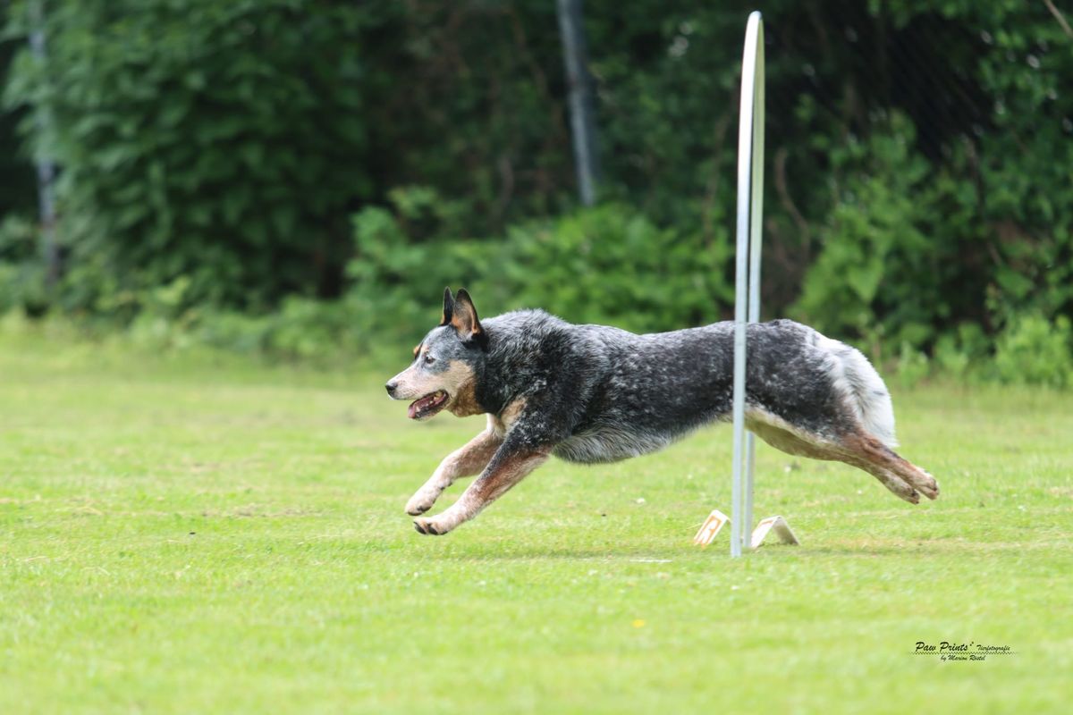 SKN Fortbildung Hoopers - f\u00fcr H2 und H3 Starter