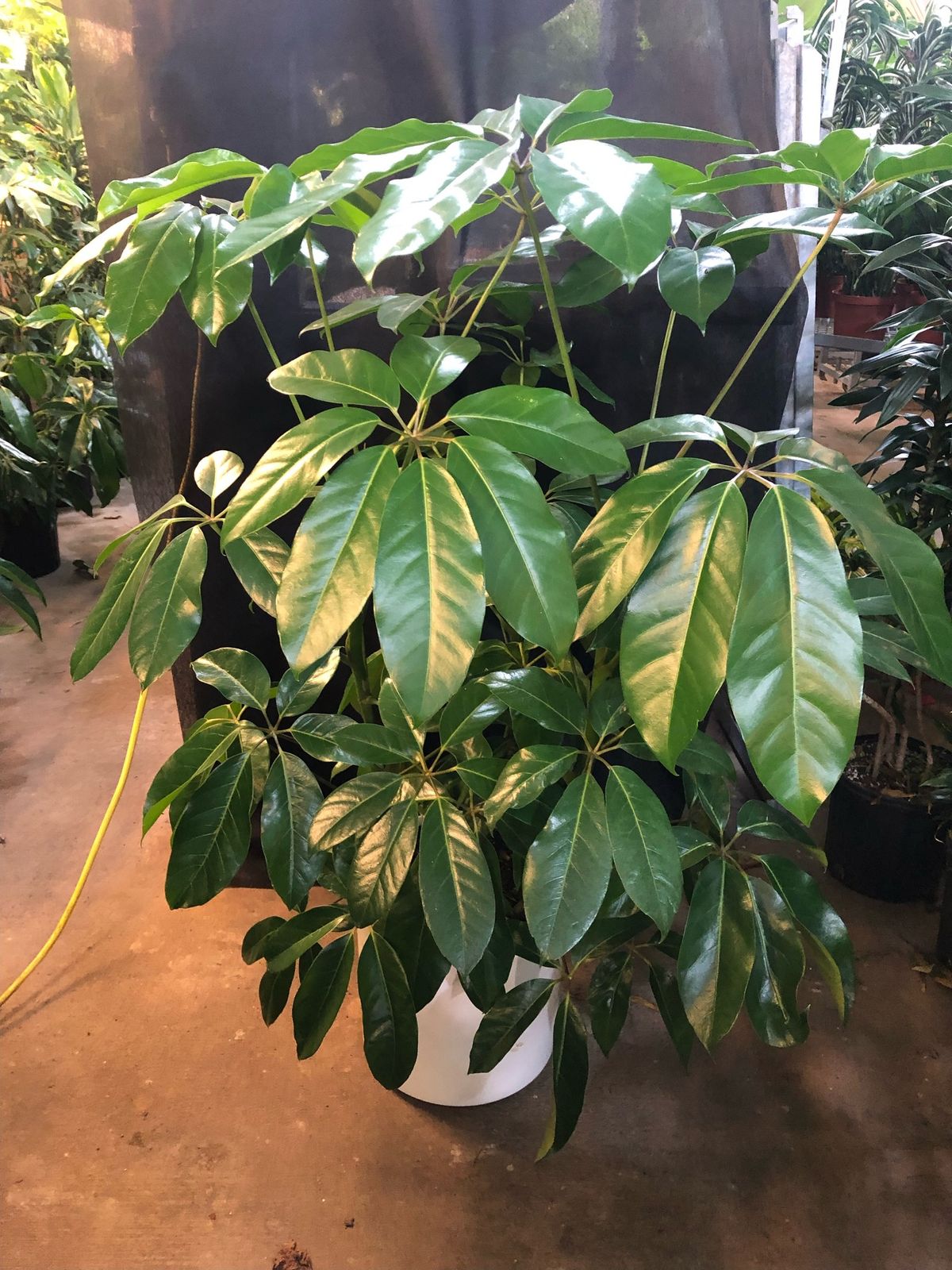 Indoor Tropical Plant Sale