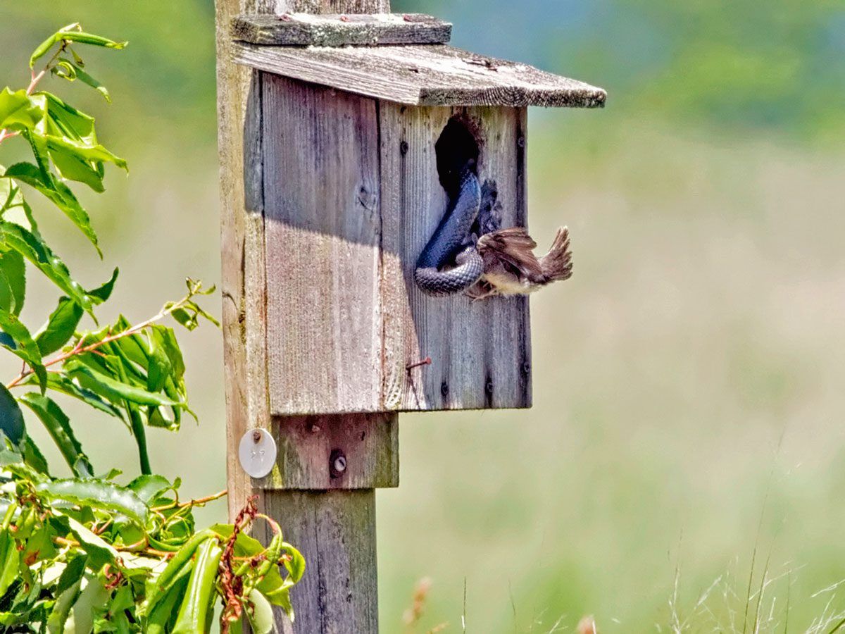 Nest at Red Flag