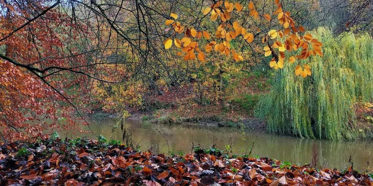 Kersal Dale to Kersal Wetlands Walk