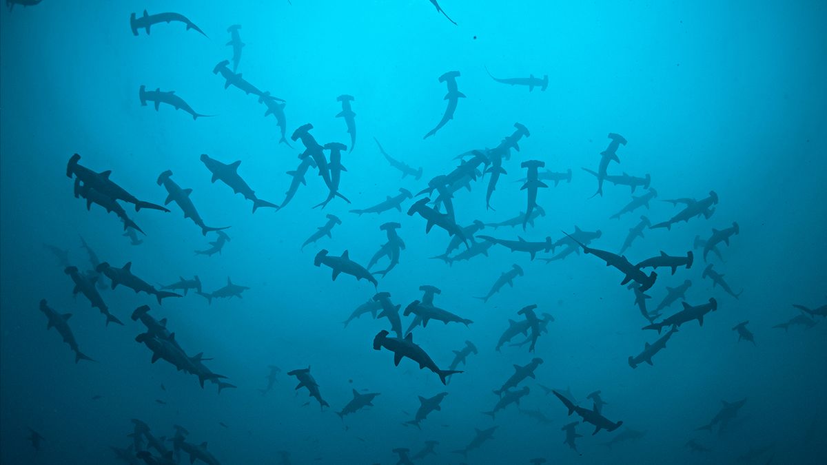 National Geographic Live: The Untold Story of Sharks at Fort Collins Colorado Lincoln Center