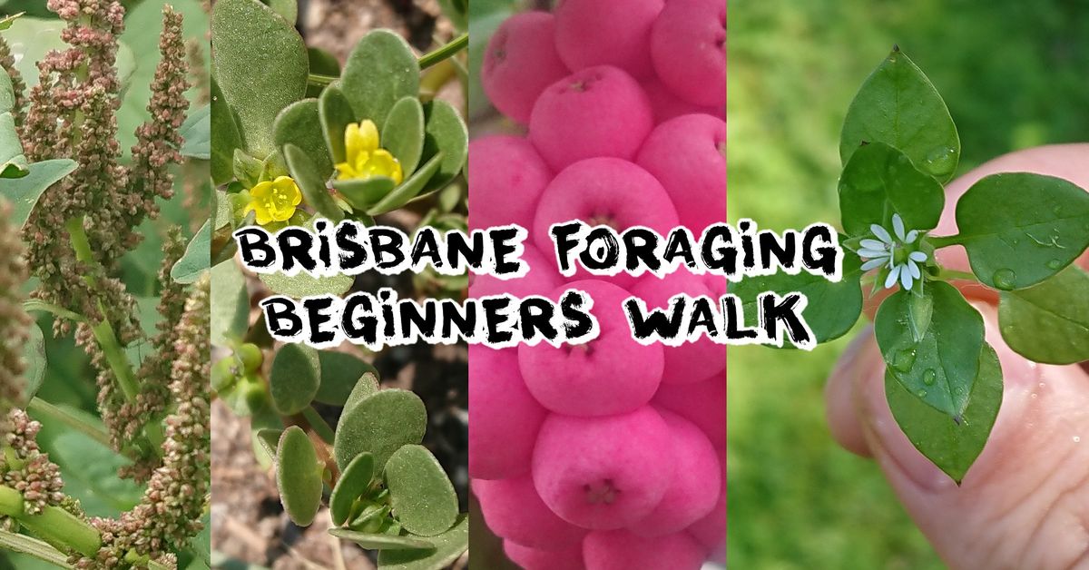 Brisbane Foraging Beginners Walk - Saturday 15 Feb 2025