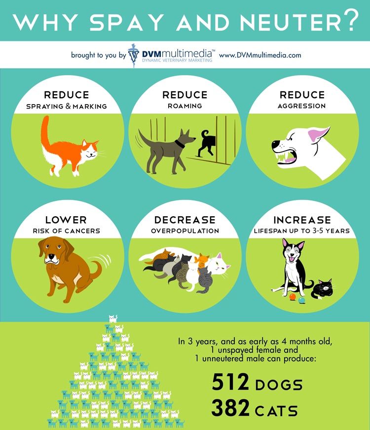 Lubbock Animal Services Spay\/Neuter Voucher Giveaway
