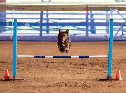 GCOC Fall AKC Agility Trial